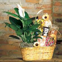 Fathers Day Gifts, Plants, Gift Baskets, Fast Delivery