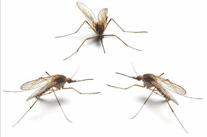 Residential Mosquito Treatment St Petersburg Spring Hill