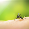 Mosquito Treatment In St Pete Spring Hill Florida