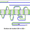 Struttura dei Recettori CB1 e CB2