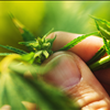 NorCal GCX Cannabis Farmers Marketplace Exchange For Sellers 415-475-9180