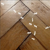Binghams Takes Ants out of the Picture