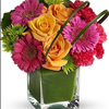 Sangria Chic Cube of Roses Gerbera Daisies