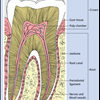 Xrays Exams 843-797-0782 Huch Family Dentistry Root Canal Goose Creek Dental Services Teeth Cleaning