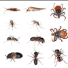 Orlando Florida Commercial And Residential Pest Control From Bingham's 727-323-8866