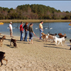 Charleston Dog Fest 2015